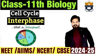 Interphase  Phases of cell cycle  Cell cycle and cell division class 11 Biology  NEET [upl. by Eikcim]