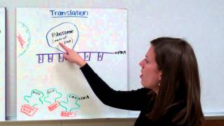 RNA Protein Synthesis [upl. by Sina]