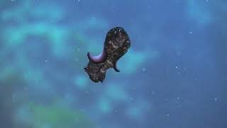 Flatworms platyhelminthes The First Hunter TheShapeOfLife [upl. by Solomon]