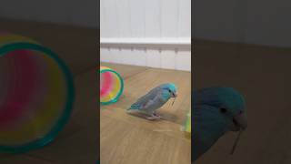 Parrot Trick Training ✨️ [upl. by Pallua973]