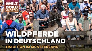 WILDPFERDE IN DEUTSCHLAND Tradition und Adrenalin beim Wildpferdefang im Münsterland  WELT Magazin [upl. by Applegate]