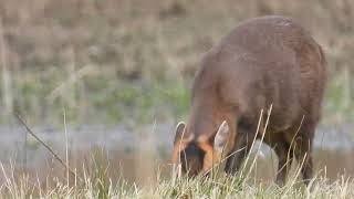 Muntjac Deer [upl. by Nomed242]