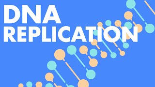 DNA Replication ANIMATION  Molecular Basis of Inheritance Class 12 Biology  NEET 2022 [upl. by Euqinwahs921]