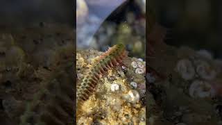 Polychaete worm 🪱 worms tidepool marinebiology nature foryou ocean [upl. by Wilson464]