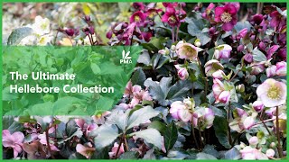 The Ultimate Hellebore Collection [upl. by Cattier797]