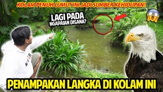 AKU MENEMUKAN PENAMPAKAN LANGKA DI KOLAM INI KOLAM PENUH LUMUT SUMBER KEHIDUPAN TAMAN BURUNG TMII [upl. by Lucais555]