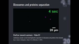 Oleosomes amp proteins separation [upl. by Georgeta]