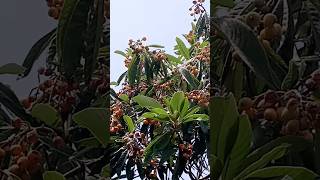 loquat tree 🌴🥰shorts [upl. by Woehick479]