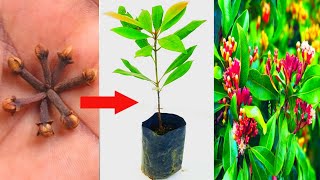 How to grow Clove Plants at home  Long ka podha Kaise ugaye  লং বা লবঙ্গ গাছের চারা তৈরি [upl. by Holbrooke]