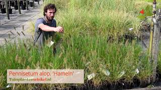 Pennisetum alopecuroides Hameln of lampenpoetsersgras  informatie [upl. by Jallier]