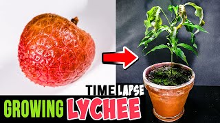 Growing Lychee Tree From Seed 76 Days Time Lapse [upl. by Mandel]