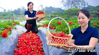 How to harvest Strawberry amp Go to the market sell  Harvesting and Cooking  Daily Life [upl. by Ardnwahs734]