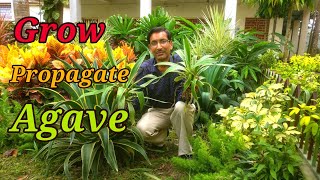 Grow and Propagate Agave Plants at your home [upl. by Eikram811]