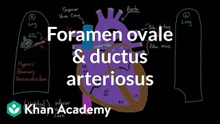 Foramen ovale and ductus arteriosus  Circulatory system physiology  NCLEXRN  Khan Academy [upl. by Akema]