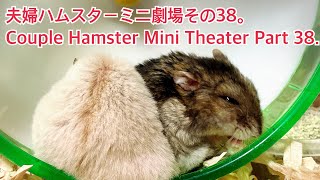 夫婦ハムスターミニ劇場その38。Couple Hamster Mini Theater Part 38 薔薇です🌹baradesu hamster ハムスター [upl. by Hsoj426]