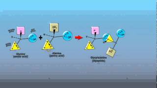 Peptide Bonds [upl. by Kiah]