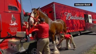 Becoming a Budweiser Clydesdale [upl. by Elleinod229]