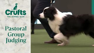 Pastoral Group Judging  Crufts 2024 [upl. by Menken]