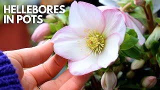 Growing Hellebores In Pots For The First Time Complete Care Guide  Balconia Garden [upl. by Sanborne]