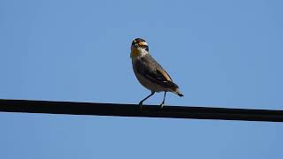 Striated Pardalote F Maryborough [upl. by Zilef748]