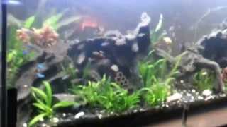 Apistogramma trifasciata in Community tank [upl. by Ravaj59]