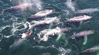 Stunning drone videos of humpback and gray whales aid new UH marine mammal research [upl. by Reynold378]