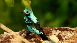 Spangled Cotinga at 55 m high in the Amazon  Brazil [upl. by Nichole]