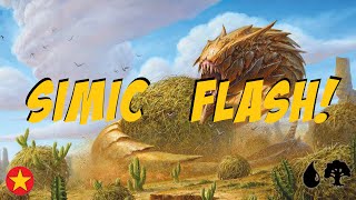 MTG Arena Simic Flash Standard Ranked BO1 [upl. by Mayfield924]