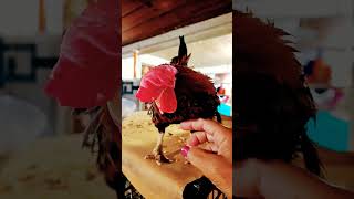 Local Feed Store Pet Rooster 🐓 [upl. by Lednam]