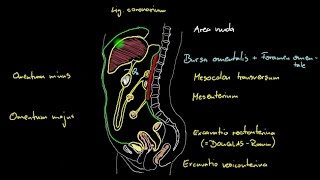 Bauch amp Becken  Peritoneum 12  Sagittalschnitt [upl. by Rhiamon823]