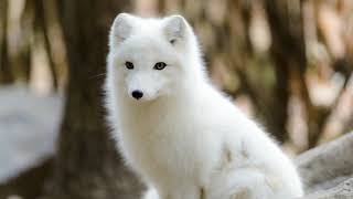 interesting facts about arctic foxes  Animals Are Beautiful [upl. by Malvie]