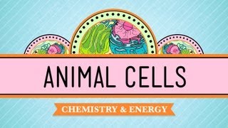 Eukaryopolis  The City of Animal Cells Crash Course Biology 4 [upl. by Akselav470]