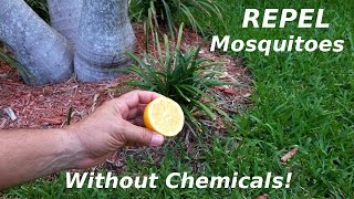 How To NATURALLY Repel Mosquitoes amp Sandflies [upl. by Katt542]