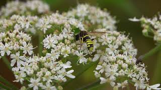 Marjoram Wasp Sawfly Tenthredo thompsoni  Brighton August 2024 [upl. by Alonso]