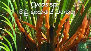 Cycas sp මඩු ශාකයේ වගතුග [upl. by Jeralee938]