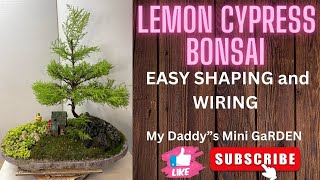 EP 199 viral lemoncypress bonsai viral trending viralvideo mydaddysminigarden [upl. by Parish]