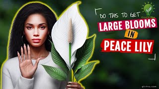 MY SECRETS TO INCREASE FLOWERING IN PEACE LILY ✌️  Peace Lily Plant Care Tips amp Mistakes [upl. by Ilrebma]