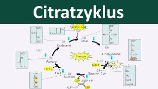 Citratzyklus  Zellatmung 46  Biologie Oberstufe [upl. by Durant508]