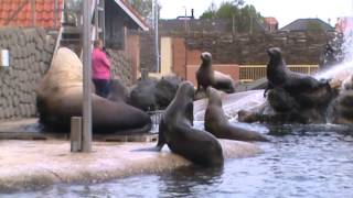 Steller Sea Lion Show  Dolfinarium Harderwijk [upl. by Etan]