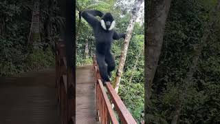 White Cheeked Gibbon Fun 😊 shorts wildlife wildlifeplanet [upl. by Oalsecnew]