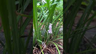 개맥문동 꽃 피다 liriope spicata snakes beard plant liliaceae 맥문동 소맥문동 잠시 헛갈려함 [upl. by Stephania]