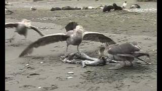 Giant petrels [upl. by Rexford]