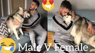 The Funniest Male V Female Husky Differences Clips Ever TRY NOT TO LAUGH [upl. by Ainaznat629]