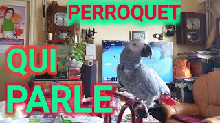 🔴🦜PERROQUET GRIS DU GABON QUI PARLE VẸT Hót và nói chuyệnMichel Nguyen France và Cuộc sống Pháp 🇨🇵 [upl. by Naji]