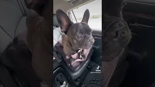 Walter is the ultimate backseat driver frenchie dog frenchiebulldog dogmom [upl. by Howes]