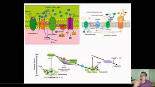 GCSE Science Revision  Alkali metal reactions [upl. by Nomar]