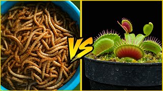 Feeding worms to my Venus flytrap [upl. by Tsirc703]