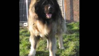 Kennel of CASMALU Vinny Hunza Owner Polle Belgium wwwcasmalube [upl. by Eneloj]