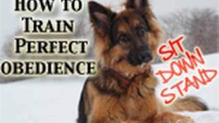 How To Teach Any Dog PERFECT Obedience SitDownStand [upl. by Tayyebeb]