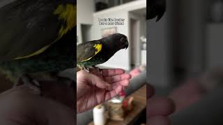 My husband the bird whisperer 😆 birds rescue parrot meyers beaker [upl. by Alithea]